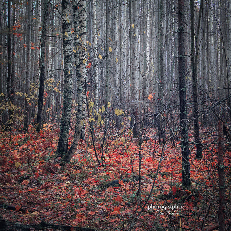 Осенний лес - Ольга Томилова