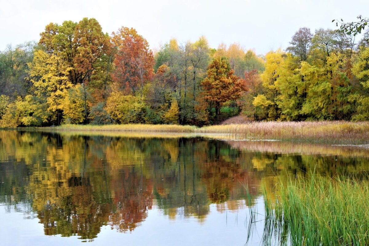Осенний пейзаж на озере - Ольга Митрофанова