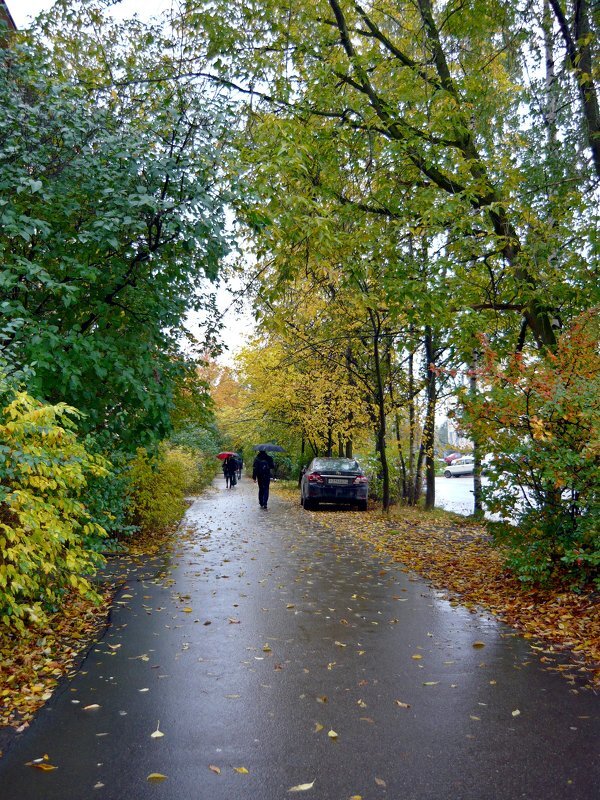 Осенний дождь - Вера Щукина