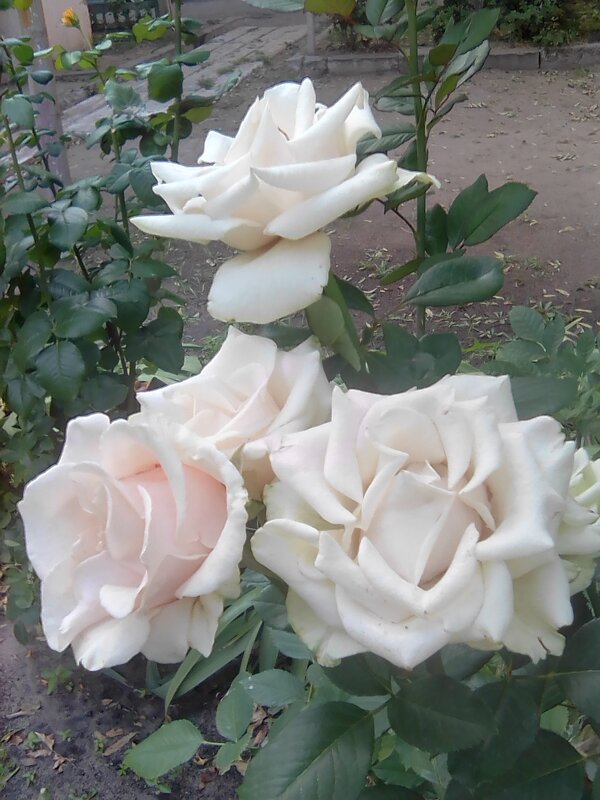 Белые розы во дворе старого дома. - Марта Васильева 