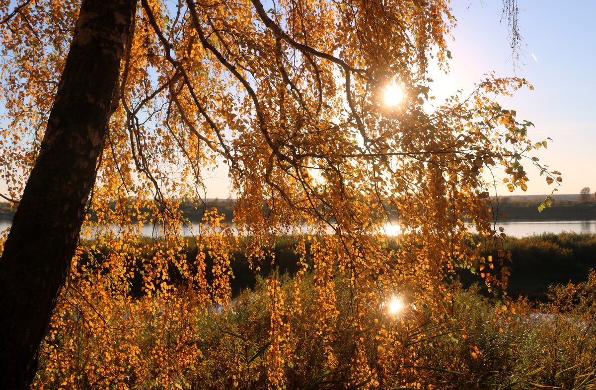 Осенний свет пробил листву... - владимир тимошенко 