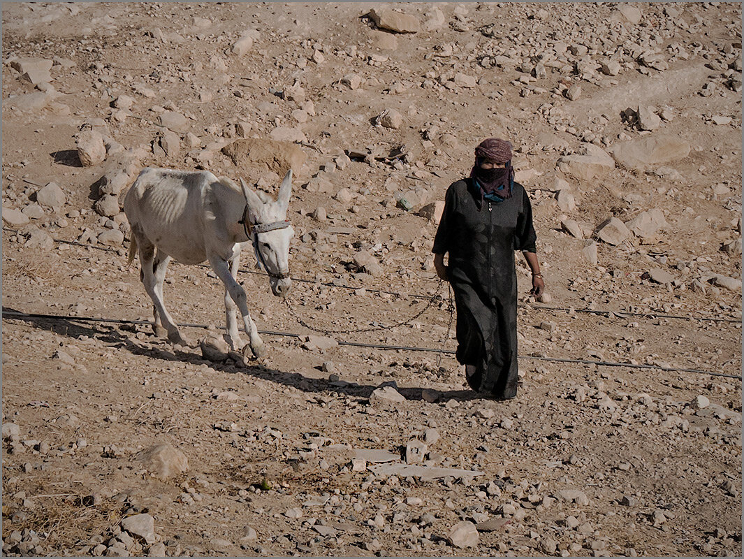 Бедуинская женщина с осликом - Lmark 