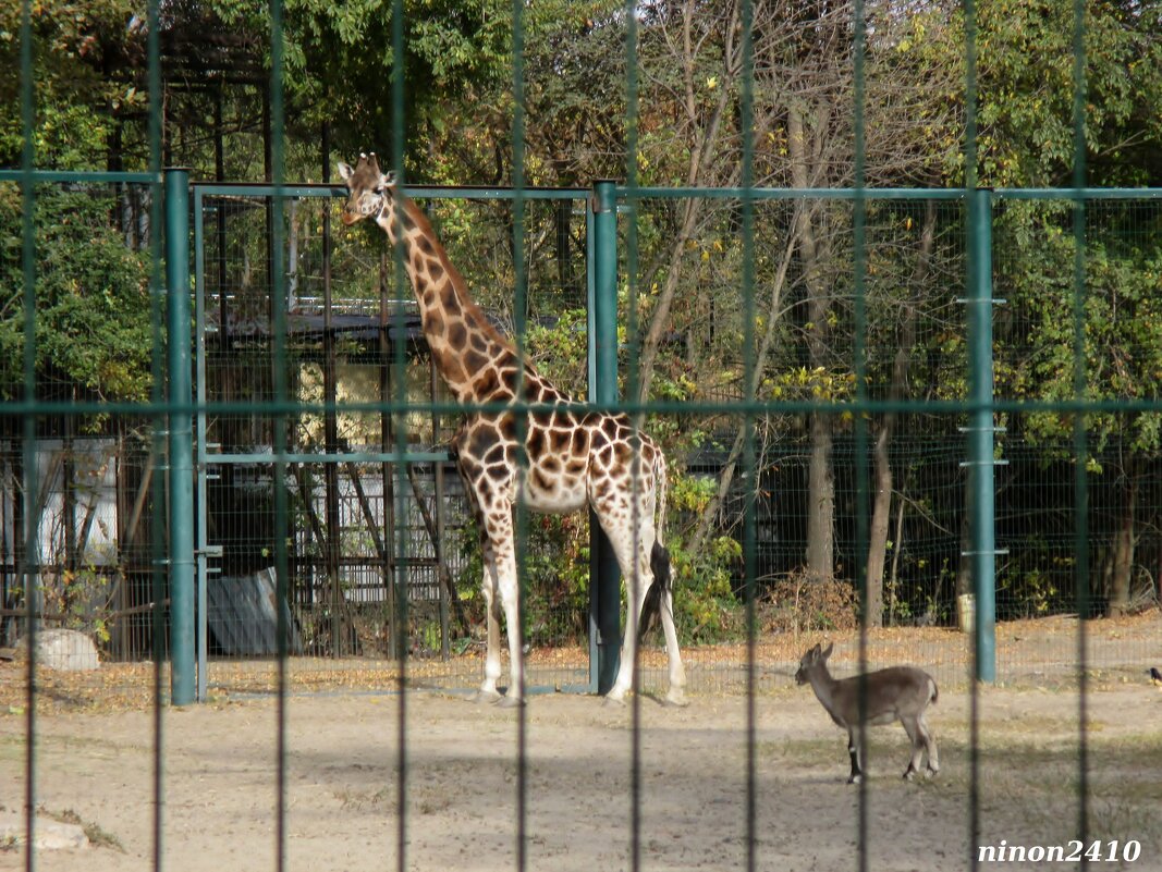Осенним днём в ростовском зоопарке - Нина Бутко