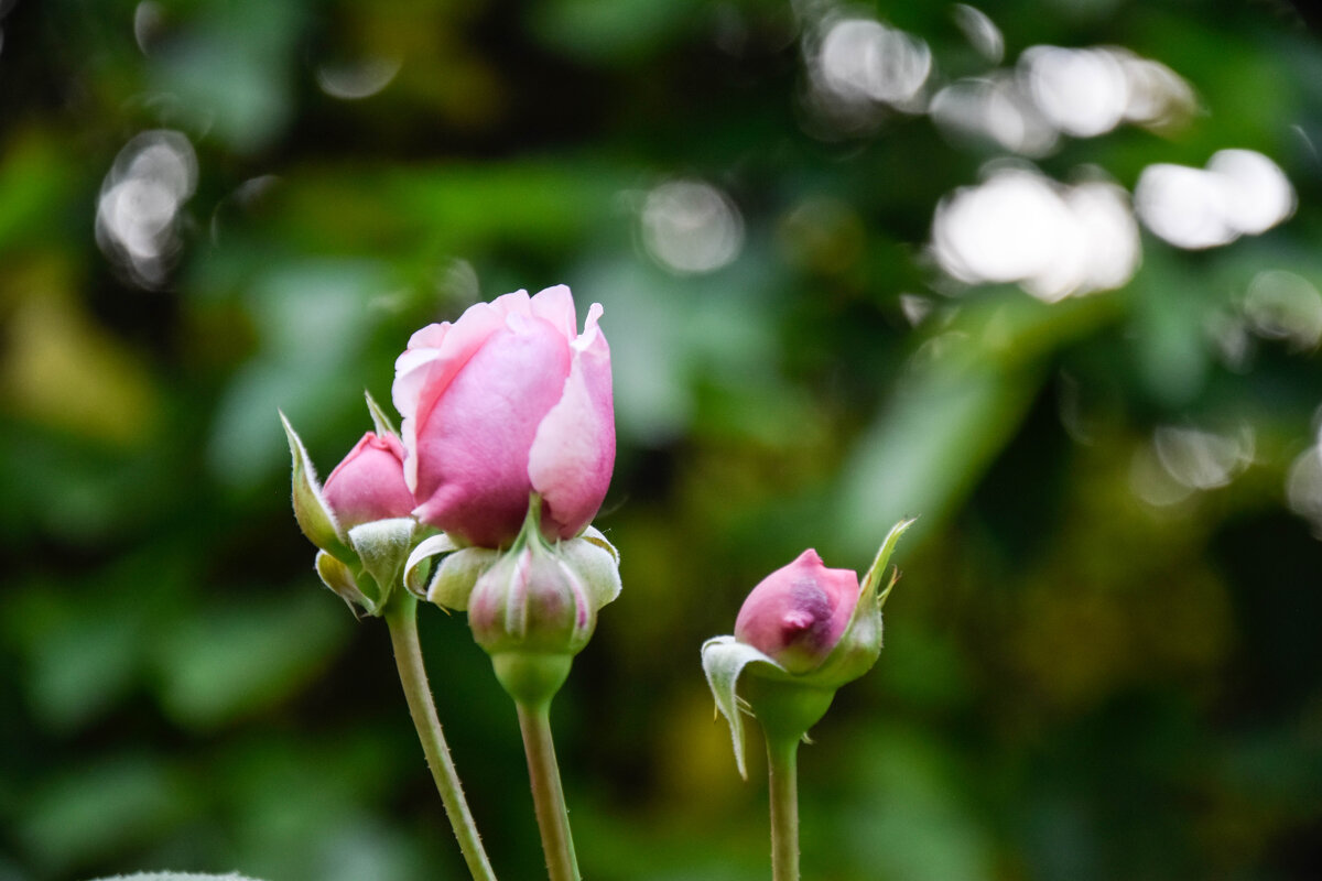 Розовая роза - наталья голубкина