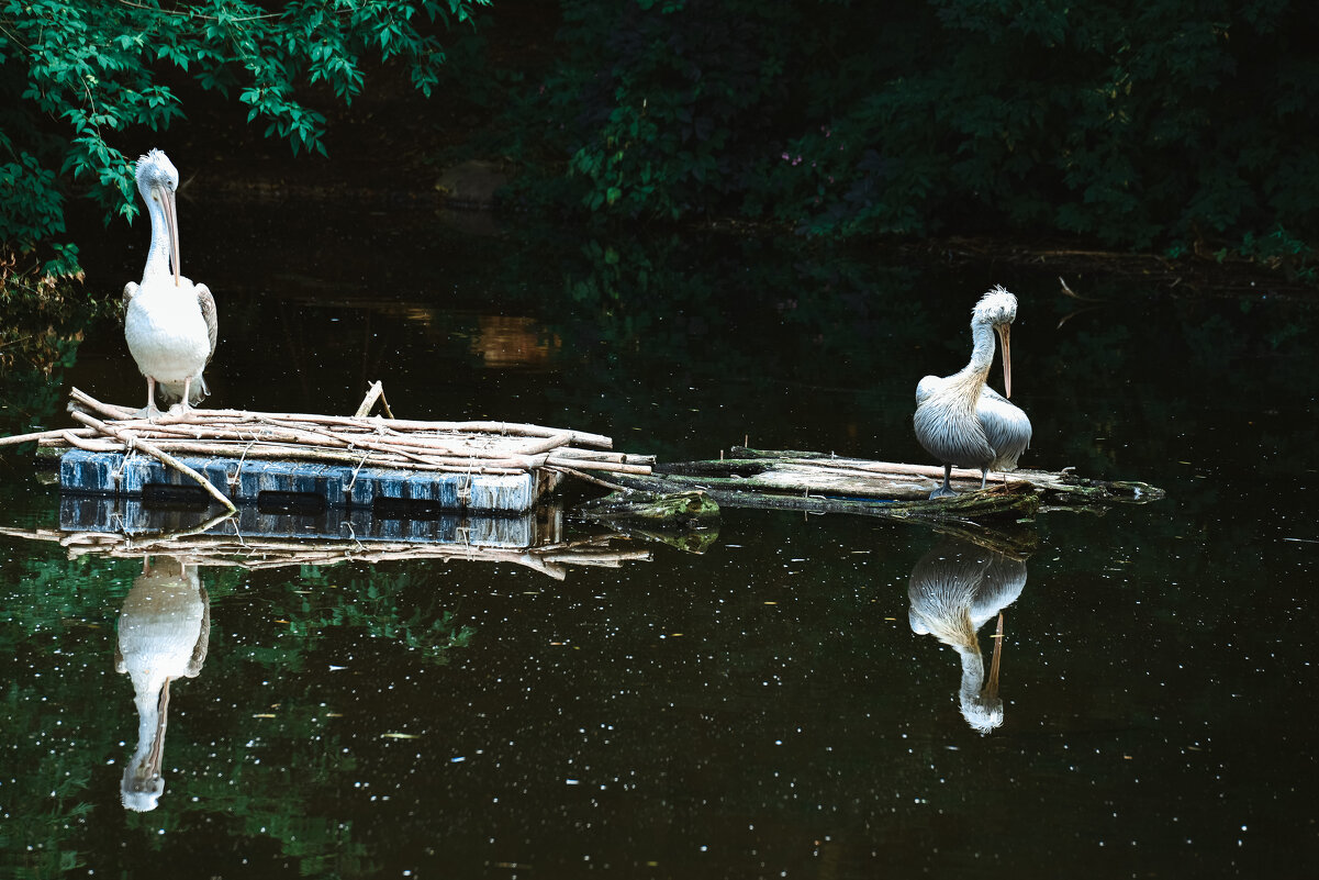 Пеликаны возле водоема. - Наталья Музычук