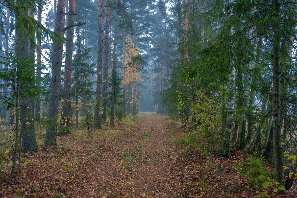 Сосновый лес осенью