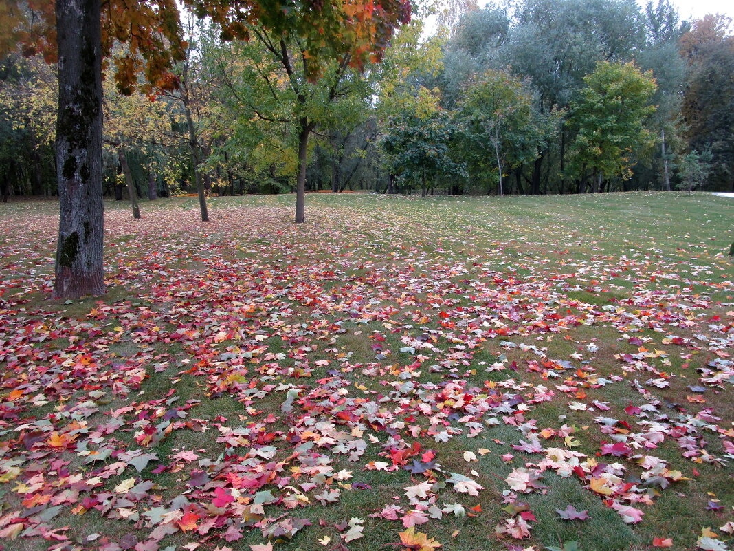 Осень листья разбросала - Ольга Довженко