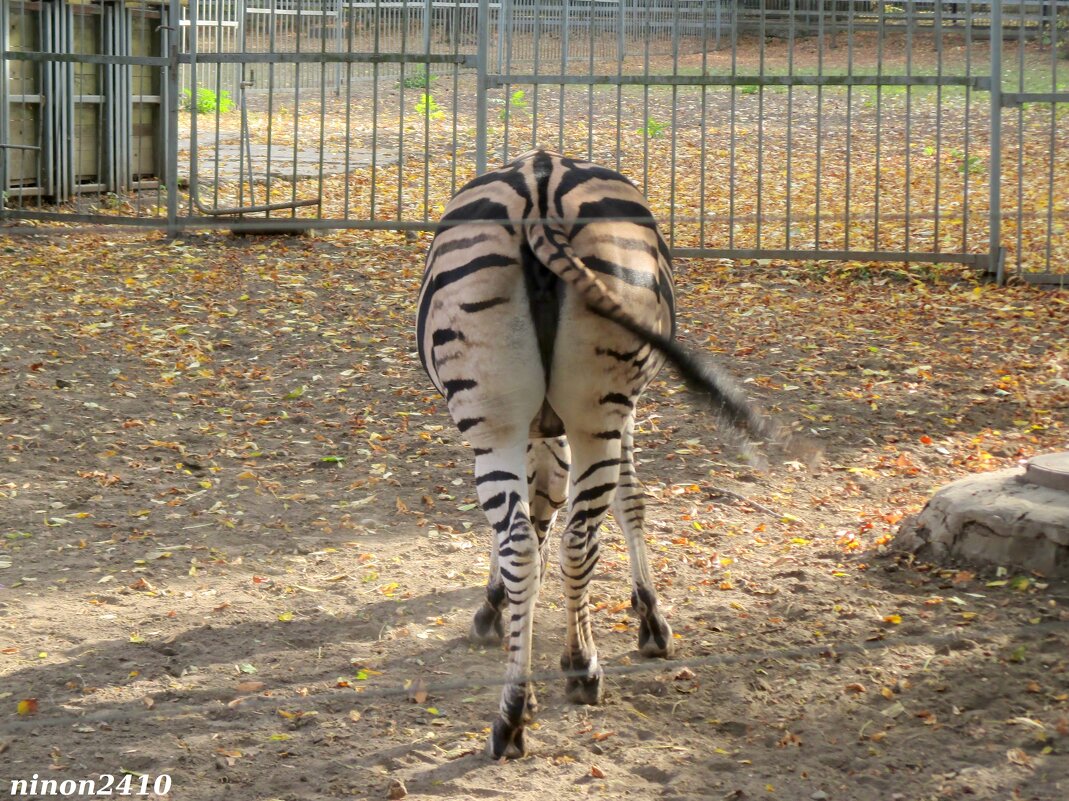 Зебра в ростовском зоопарке - Нина Бутко
