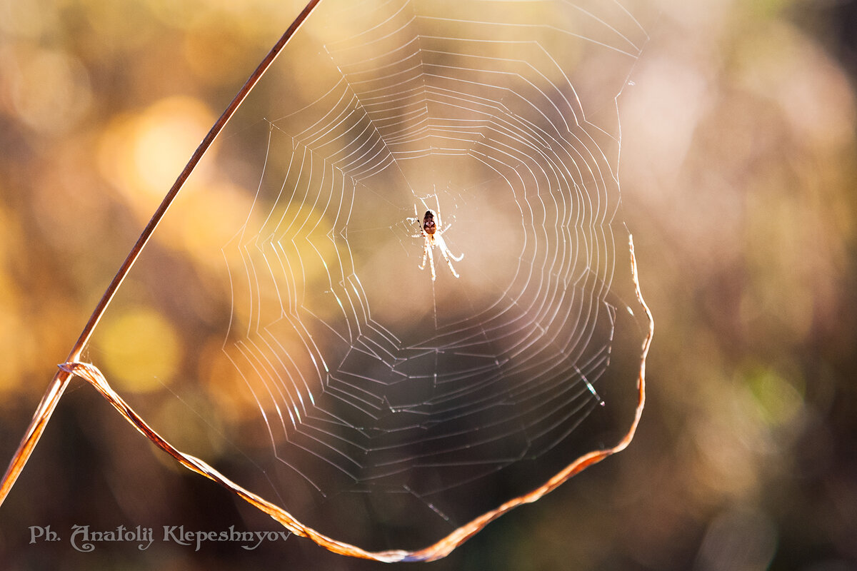 Несмотря на холодный ноябрьский день, паук  не теряет надежду на успешную охоту. 01.11.2020 - Анатолий Клепешнёв