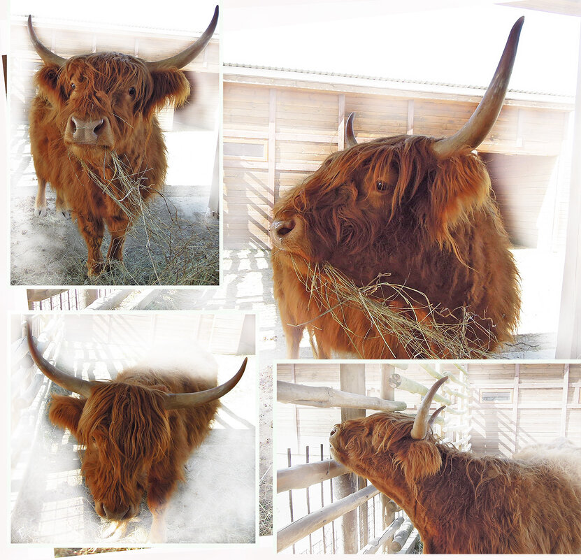 Шотландская горная корова - хайленд - Тамара Бедай 