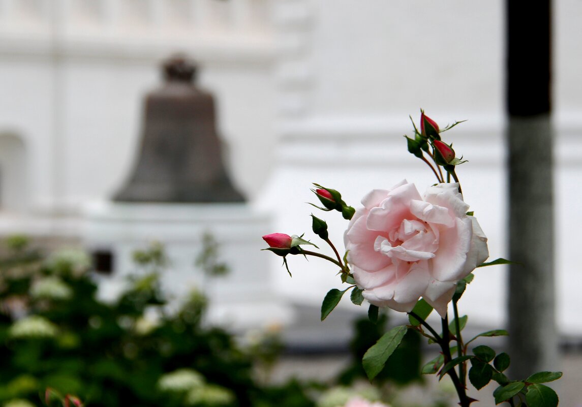 Роза в храме - Любовь 