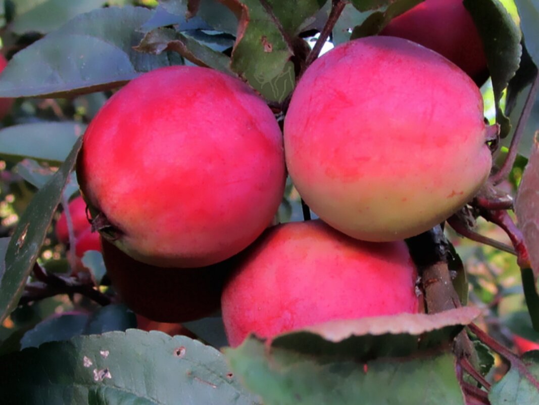 Яблоки в саду - Ольга Довженко