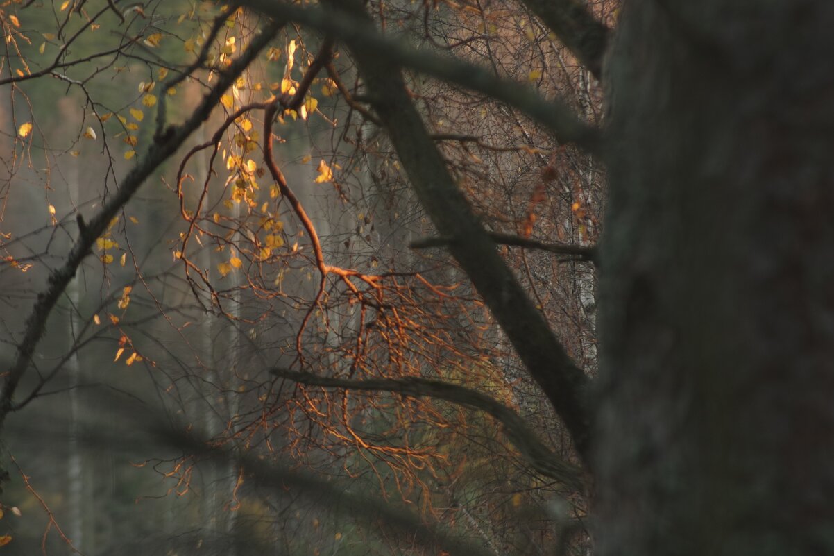 Земную жизнь пройдя до половины я очутился в сумрачном лесу...  В Гостятино осенний вечер. ))) - Kventin Natabos 
