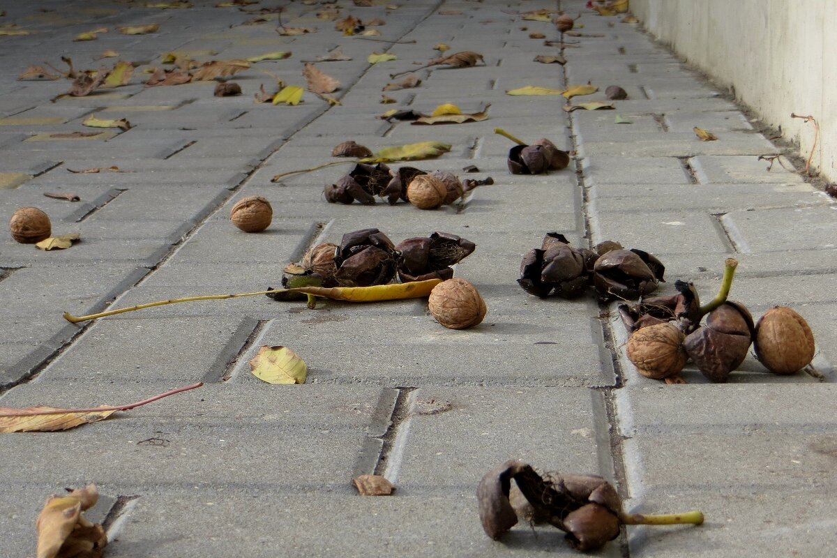 На тротуаре грецкие орехи долго не лежат... Прохожие собирают упавшие с дерева орехи... - Татьяна Смоляниченко