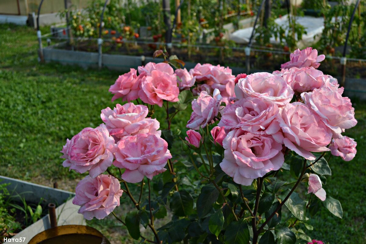 Букет из розовых Роз - Ната57 Наталья Мамедова