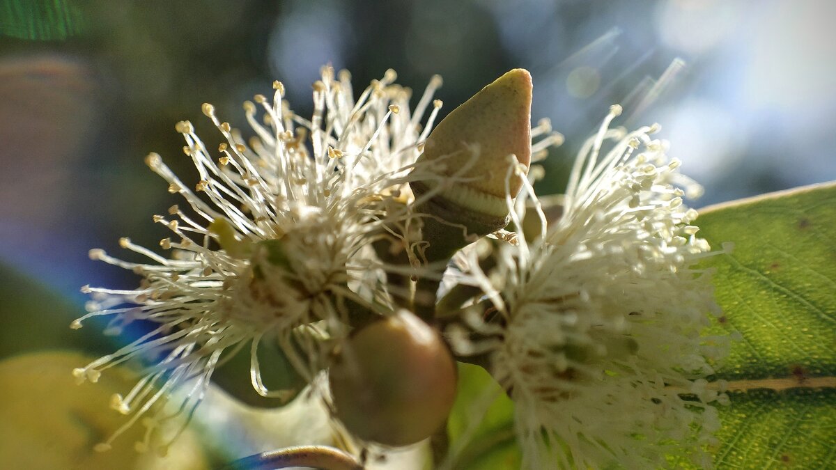 Цветок эвкалипта - Ефим Журбин