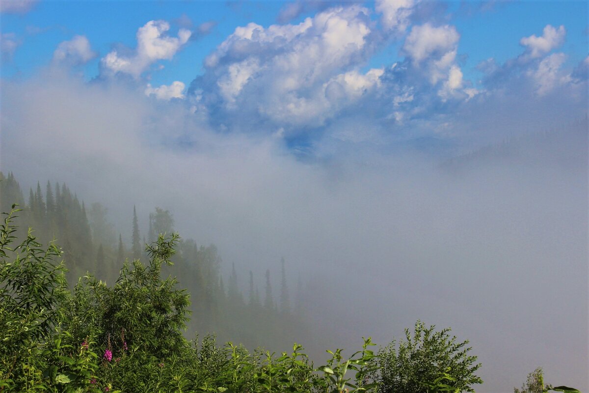 Тайга, туман, облака. - Сергей Чиняев 