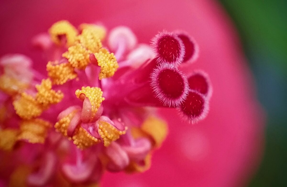 Середина цветка каркаде - Ефим Журбин