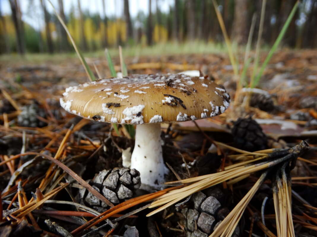 Мухомо́р панте́рный (лат. Amanita pantherina) — ядовитый гриб рода Мухомор - vodonos241 