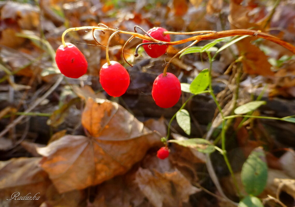 Поспели ягодки-семена ландыша - Raduzka (Надежда Веркина)