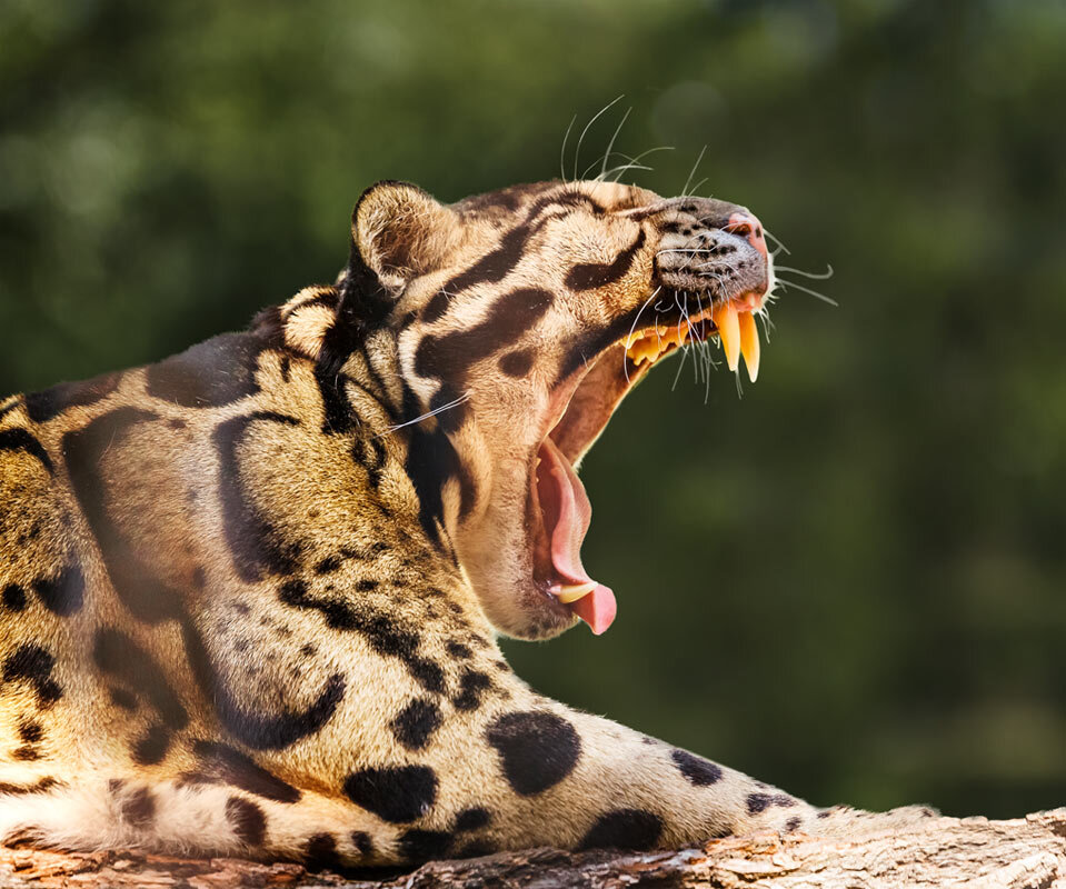 Дымчатый леопард - SanSan 