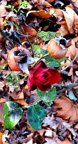 ноябрьская роза - Mirta 