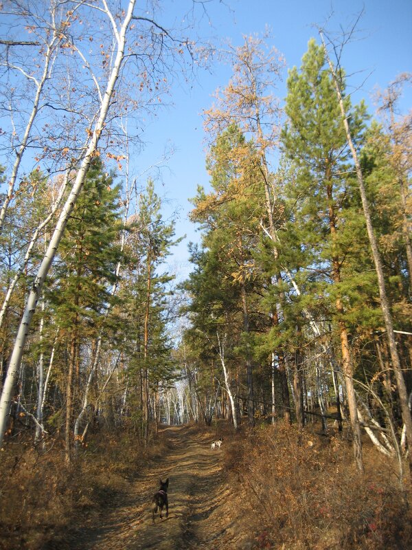 В лесу - Anna Ivanova