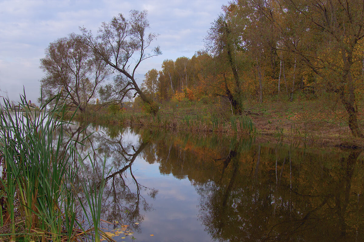 Остановилось время над рекою, застывший лес купается в воде. - Инна Щелокова