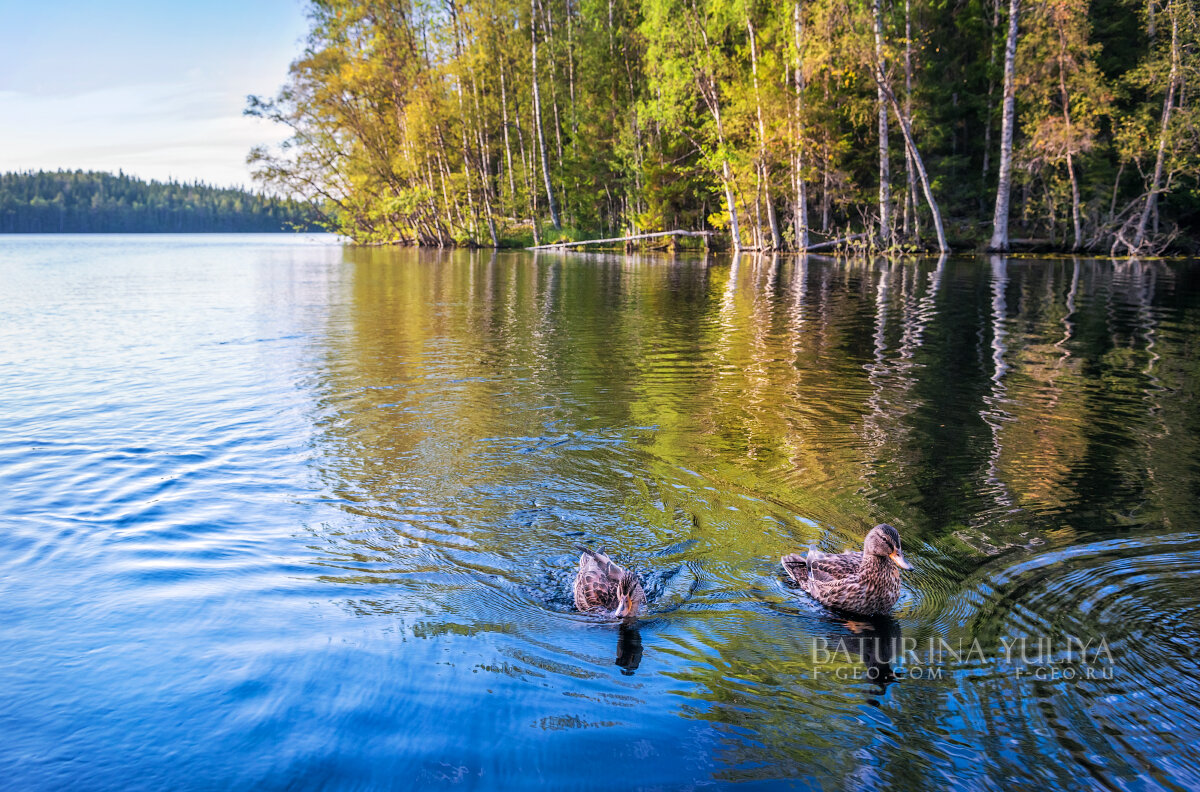 Утки в озере - Юлия Батурина