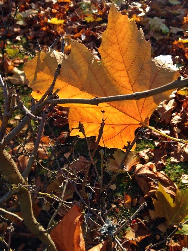 Осенний лист, осенний лист    Танцует с ловким ветром твист...... - Galina Dzubina