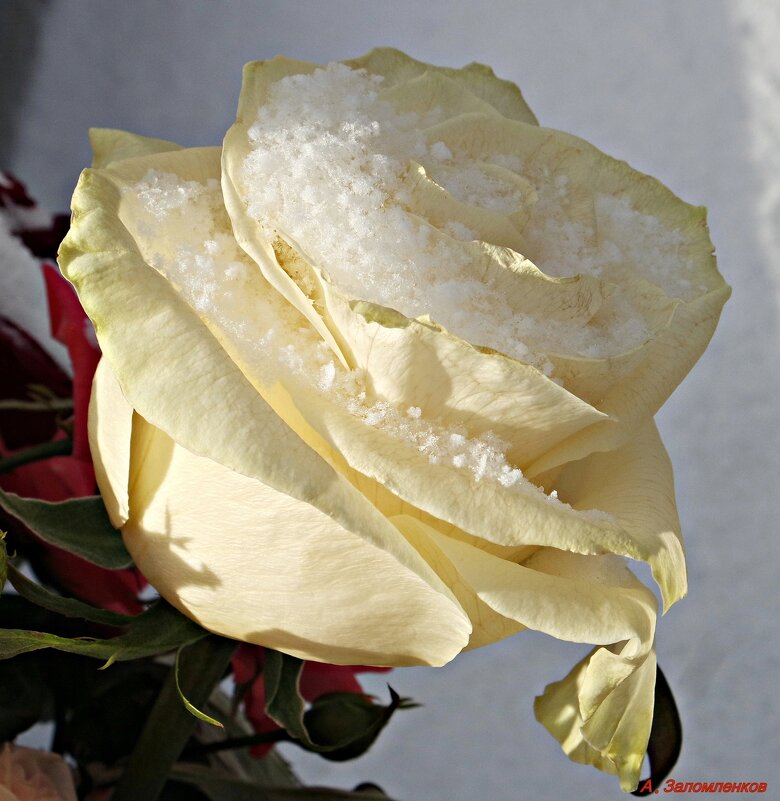 Белые розы, белые розы, что с вами сделали снег и морозы... - Андрей Заломленков