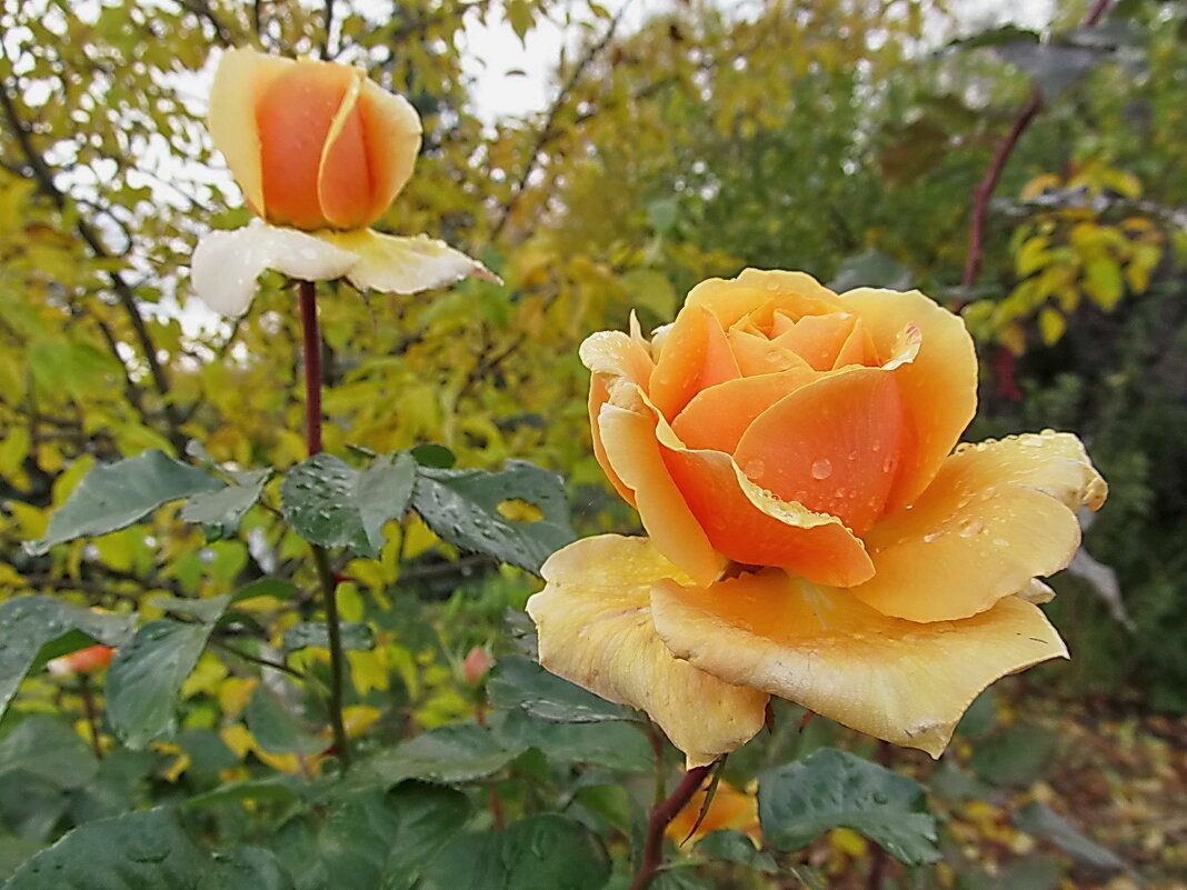 Осенние розы - Ольга Елисеева
