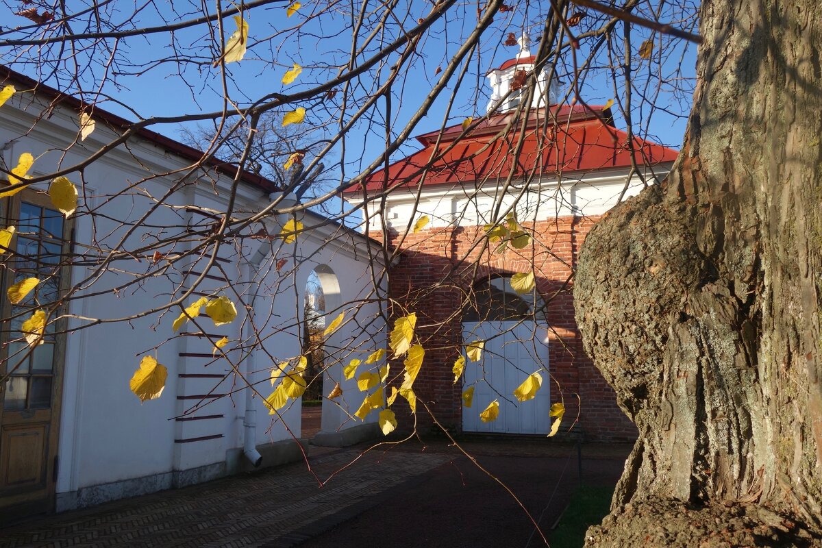 осень в Петродворце - Елена 
