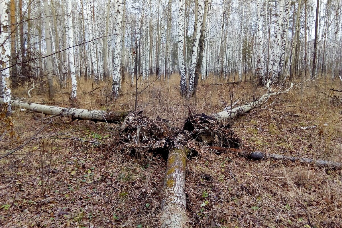 Осиноповал - Наталья Т