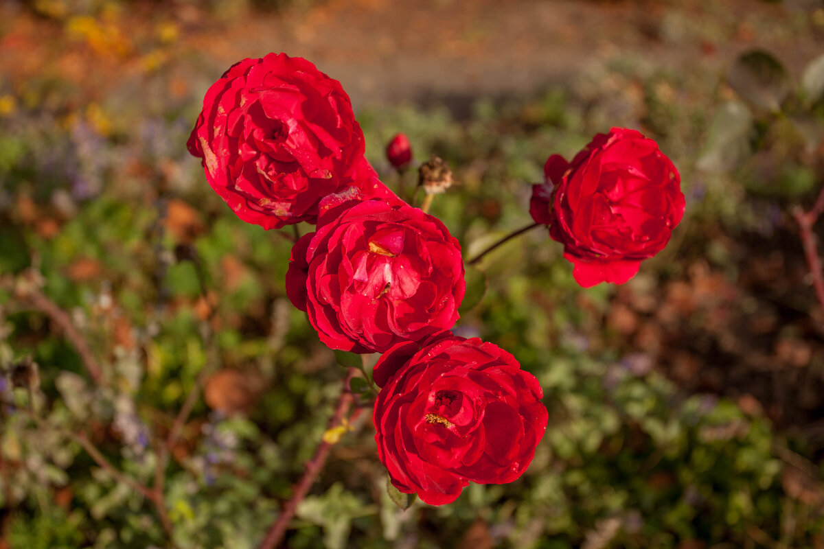 еще розы в ноябре - vladimir 