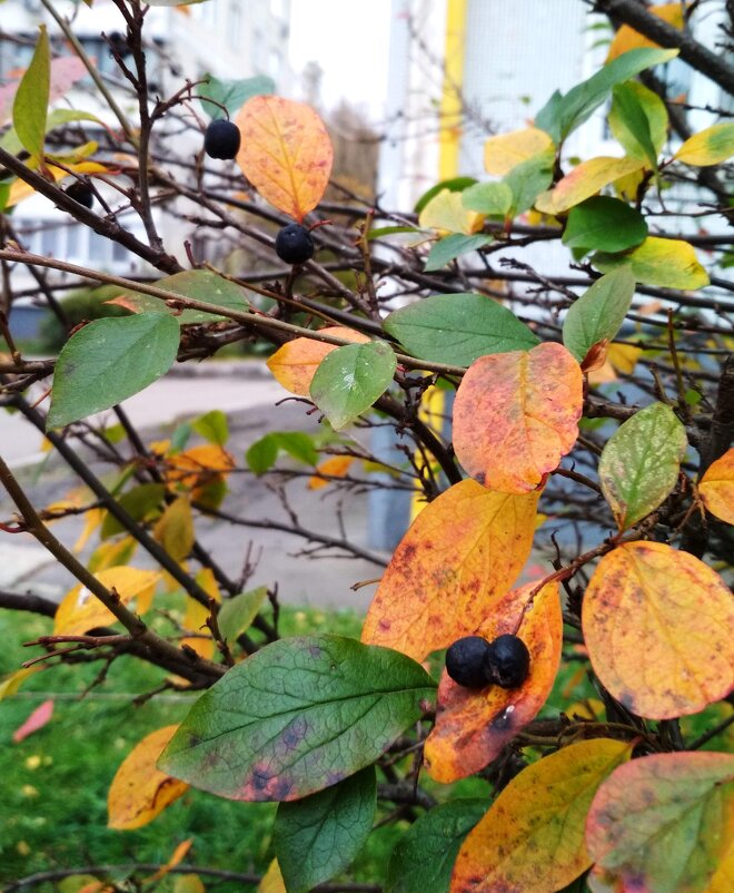 Осенняя листва - Марина Кушнарева