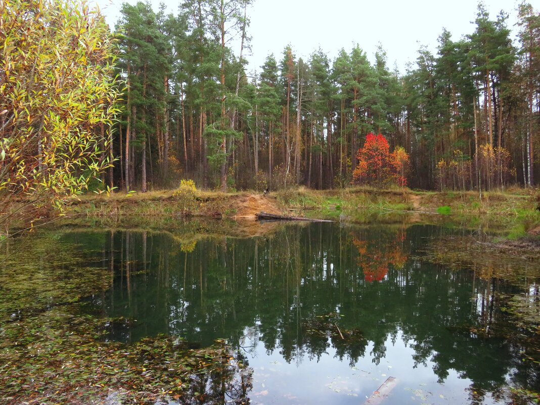 Озеро в лесу - Андрей Снегерёв