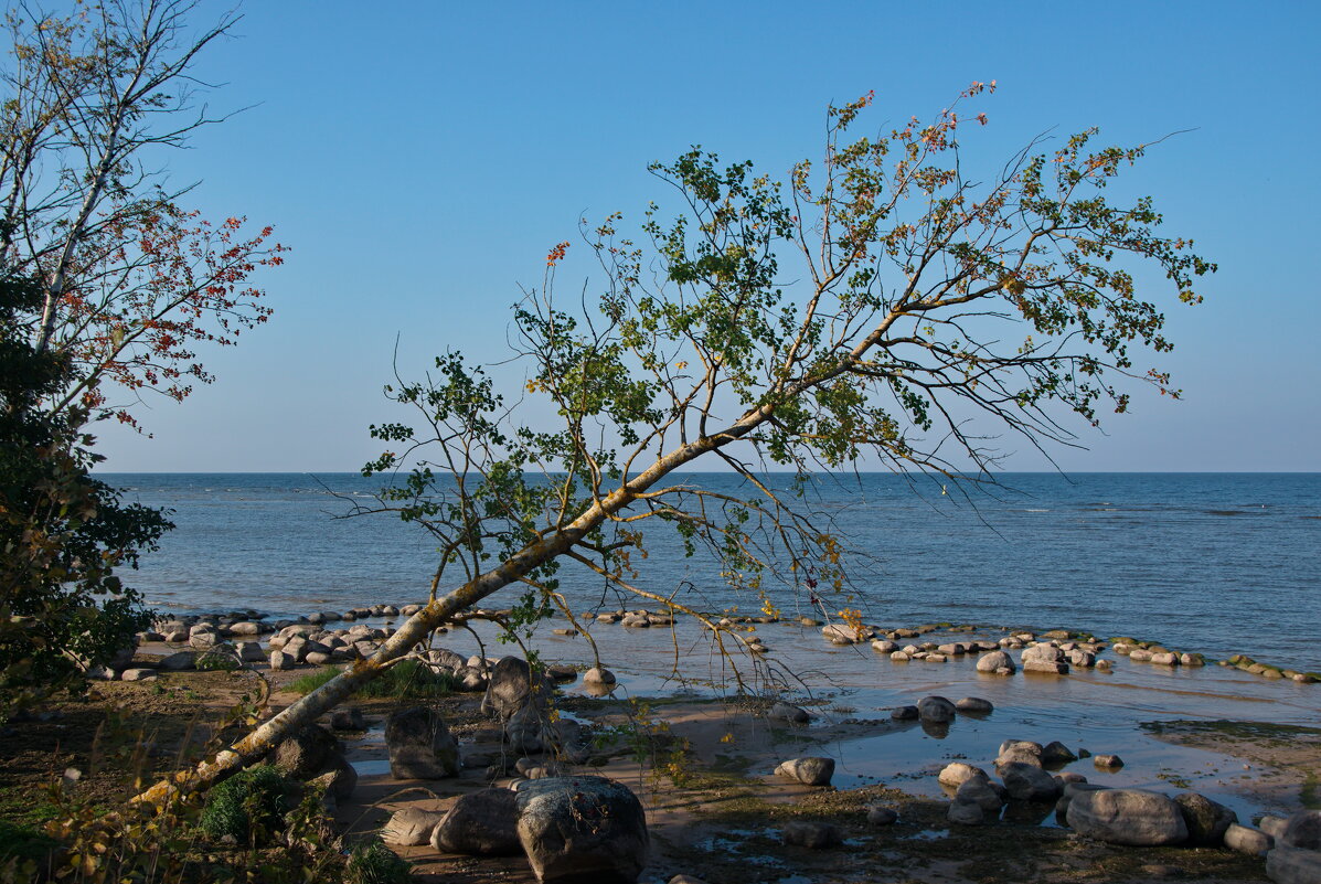 Склонилось дерево над озером - lady v.ekaterina