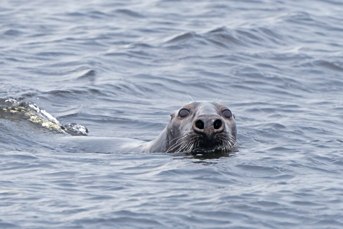 Тюлень в Рижском заливе - Viktor Makarov