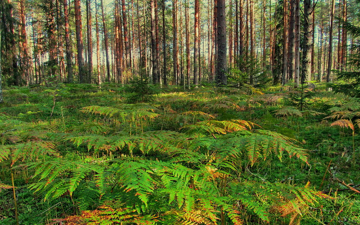 Лес в сентябре - Ольга Елисеева