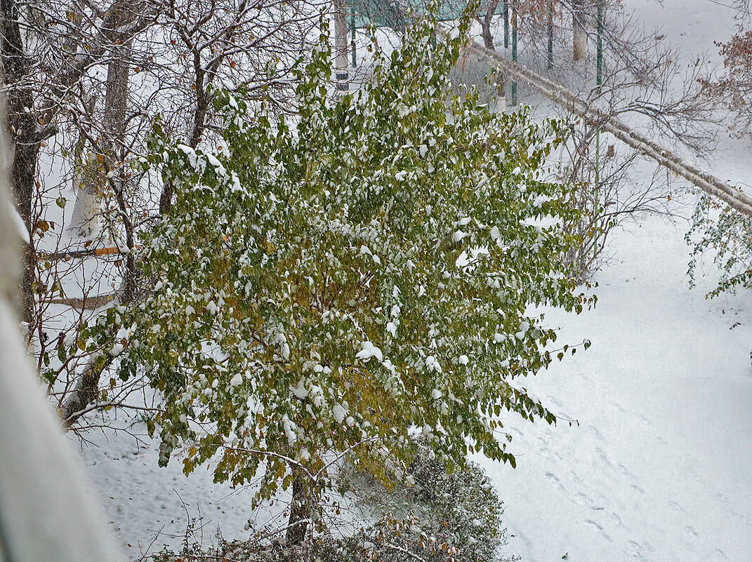 18 ноября - первый снег в Ташкенте - Светлана 