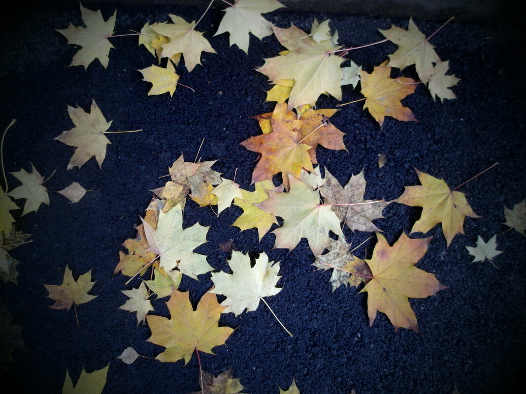 Осенние листья на мокром асфальте. - Анфиса 