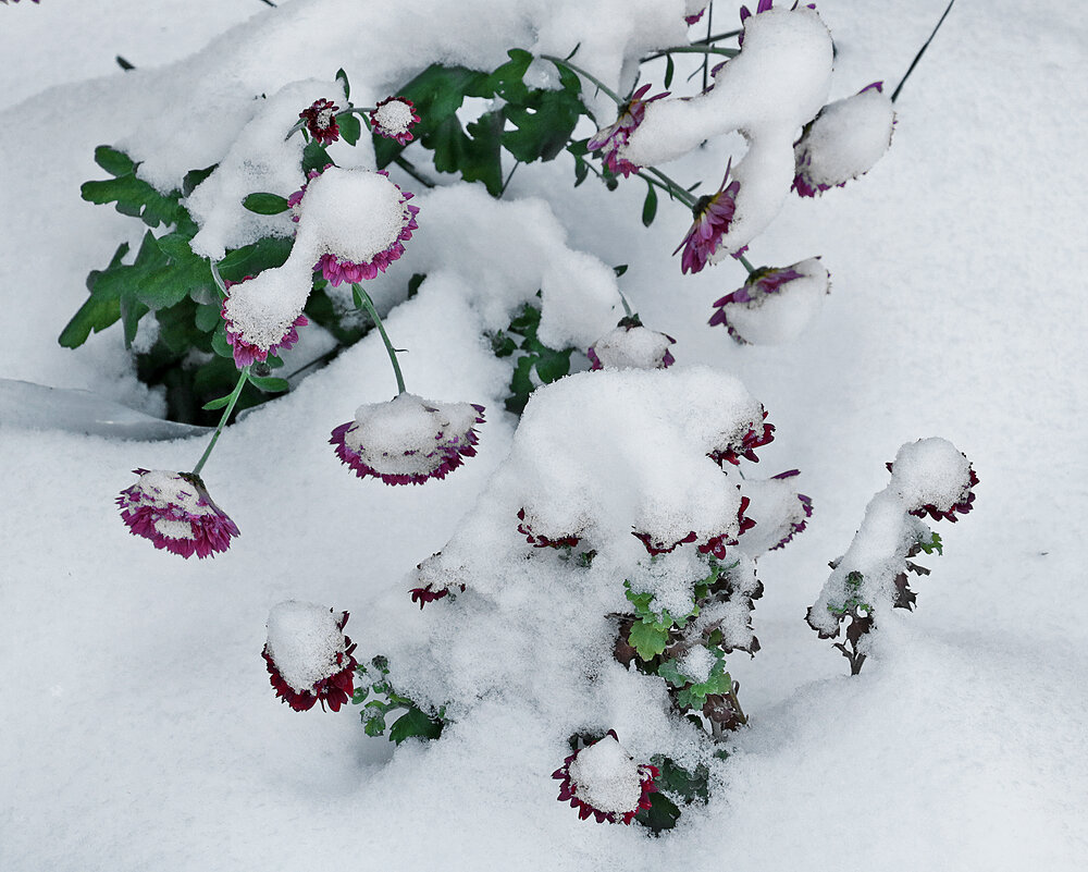 Цветы под снегом - Светлана 