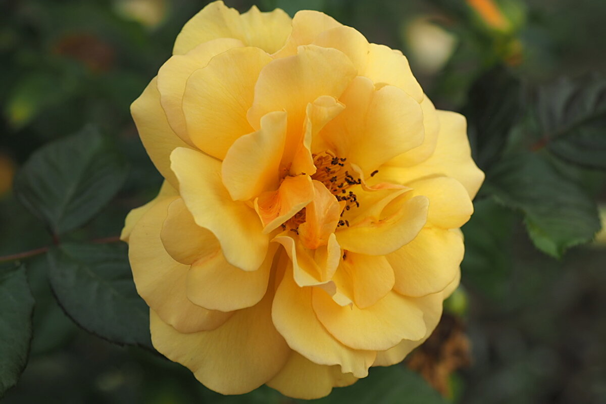 Осенняя роза - wea *