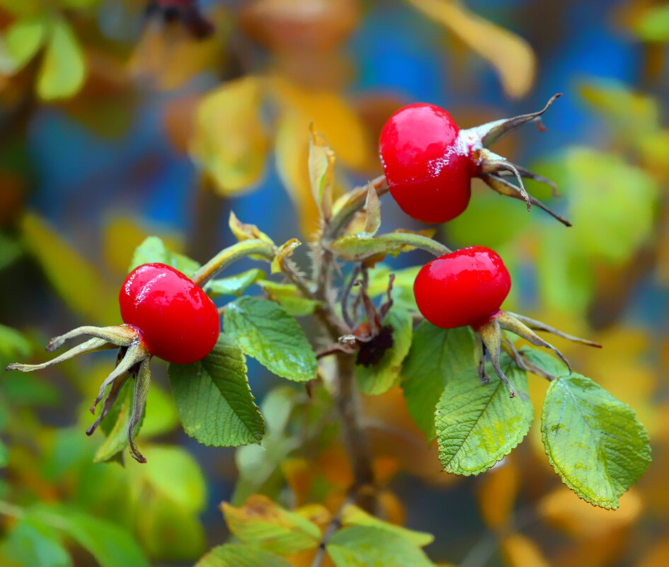 dog-rose fruit - Zinovi Seniak