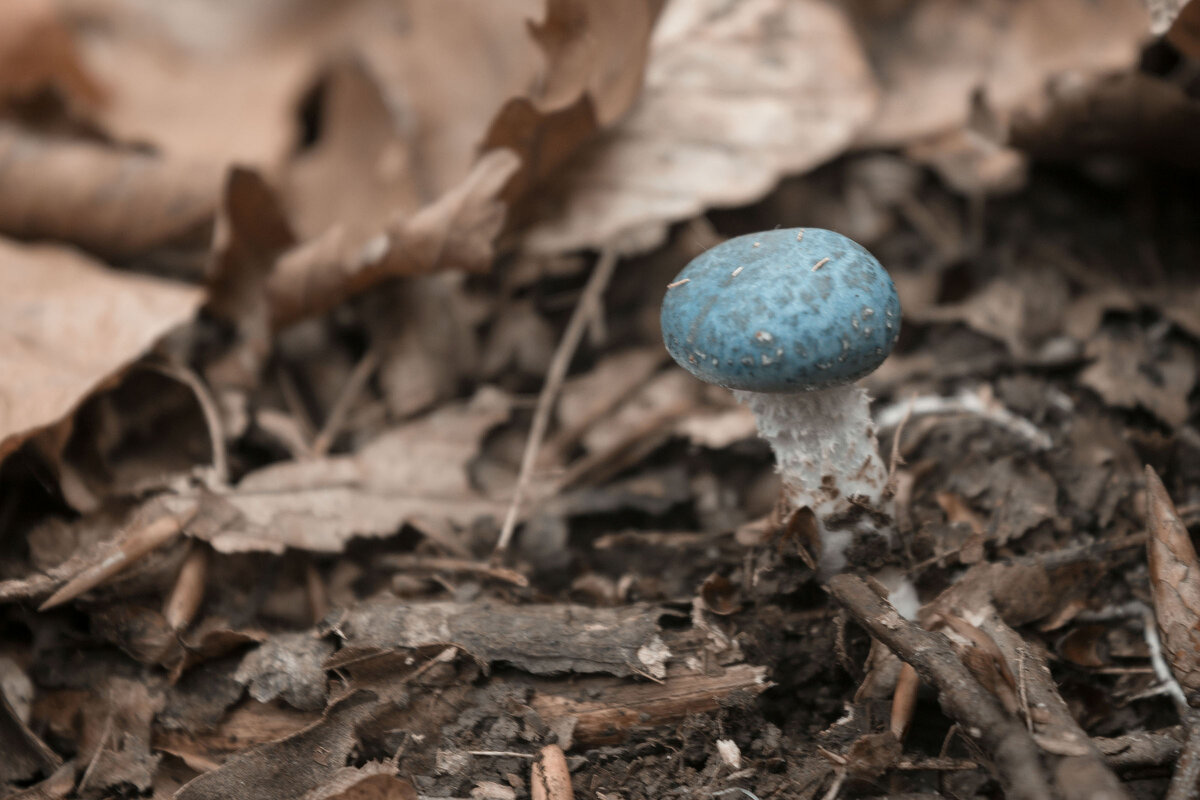 Mushroom blue - Anna Rimira