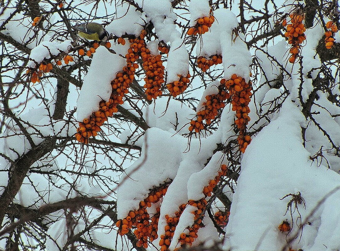 Засыпало - Людмила Смородинская