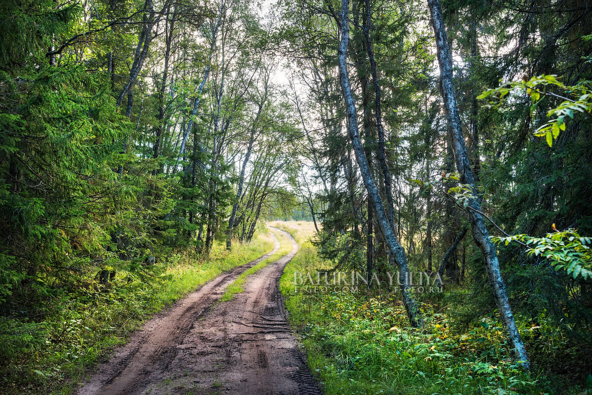 Дорога в лесу - Юлия Батурина