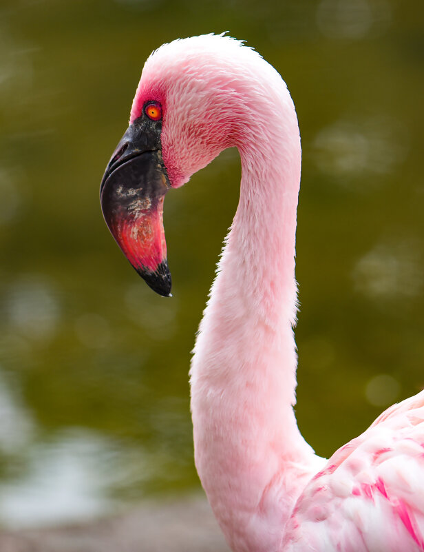 Розовый фламинго - Сальвадор Мелендес 