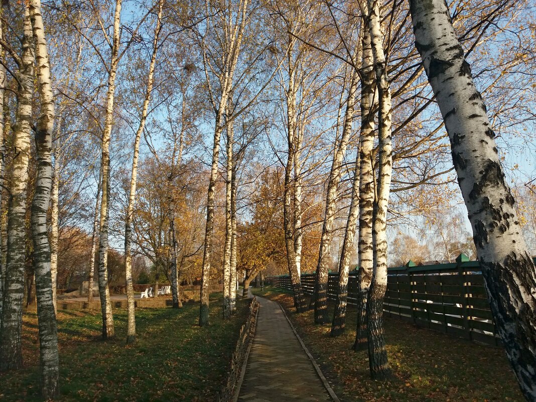 Осень в парке - Galina Solovova